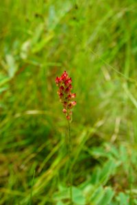 plant Bluff Mountain Preserve ncwetlands KG (35)