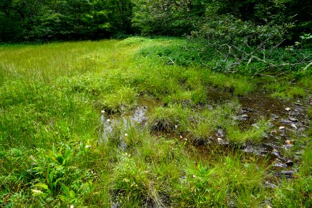 scene at fen Bluff Mountain Preserve ncwetlands KG (10)