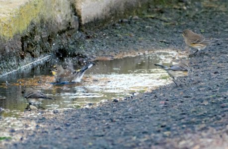 Bathing yellow-rumped warblers