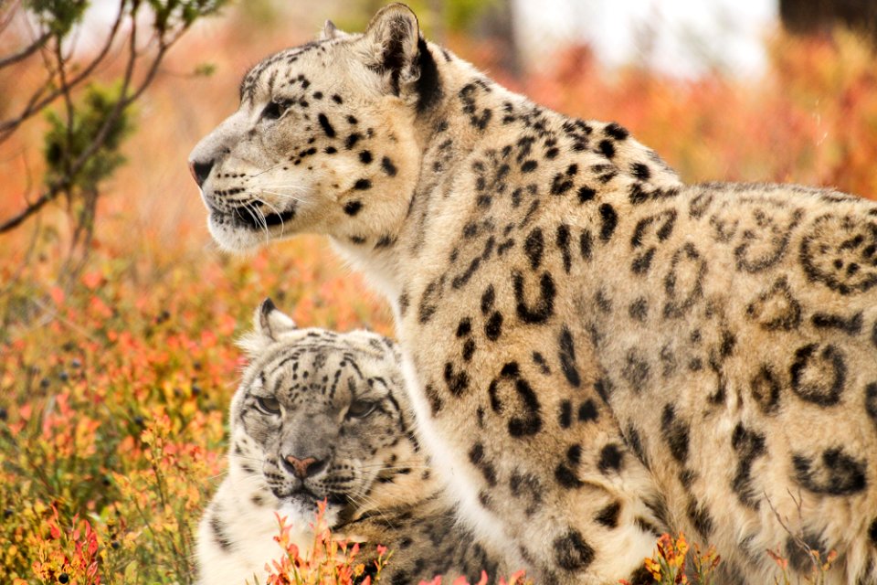 Snow Leopard at Orsa Björnpark