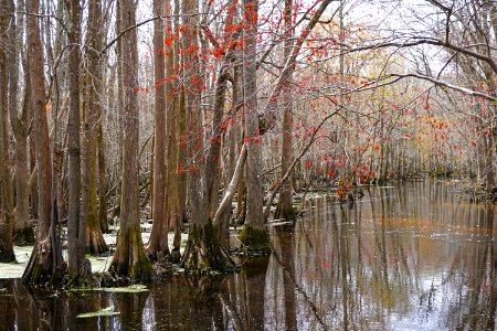 scene Bennetts Creek Merchants Millpond SP ncwetlands KG (3)