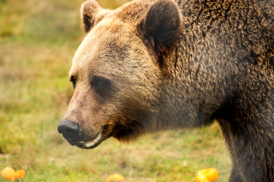 Bear at Orsa Björnpark