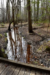 Merchants Millpond ncwetlands AM (28) photo