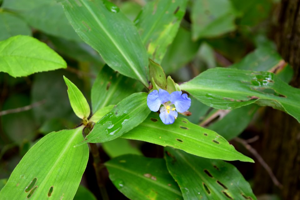 plant commelina Haw River SP Amanda Mueller (75)