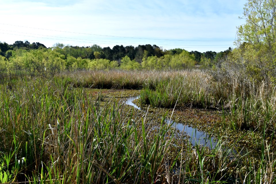 scene James E L Wade Pare ncwetlands AM (11)