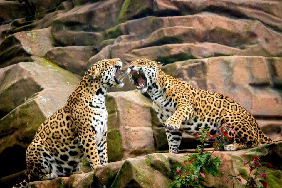 Jaguar sisters having a discussion