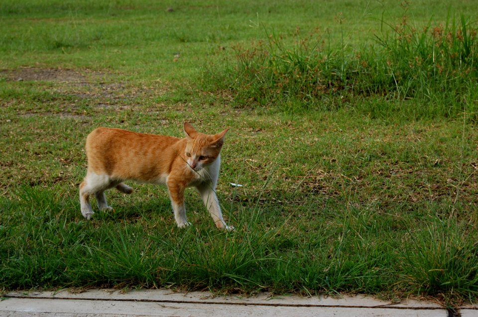 Photography School Exposure Cat (22)