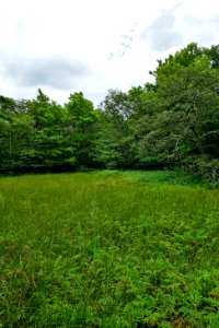 scene at fen Bluff Mountain Preserve ncwetlands KG (12)