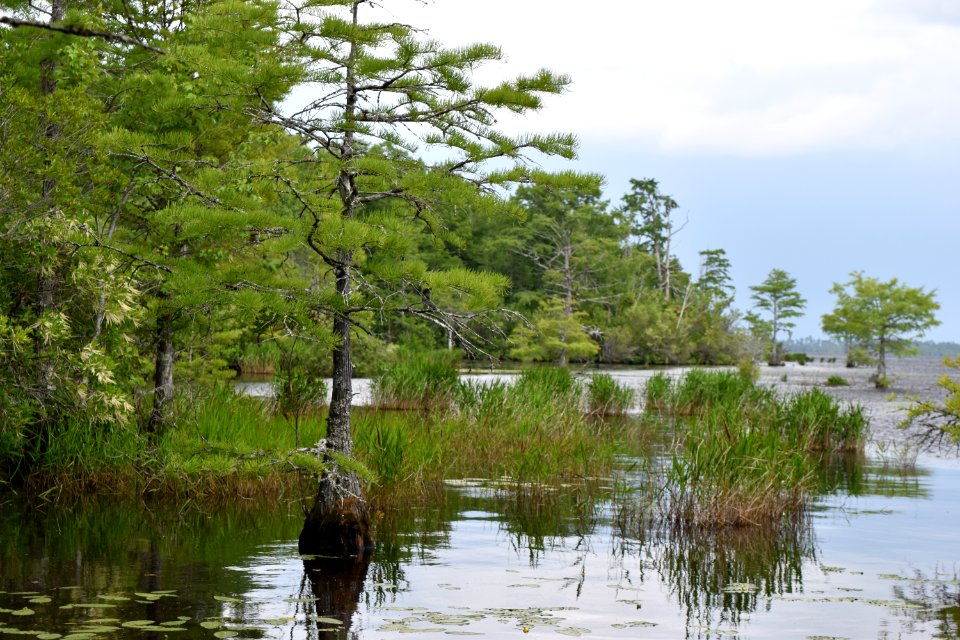 Croatan Natl Forest interior Great Lake ncwetlands AM (2)
