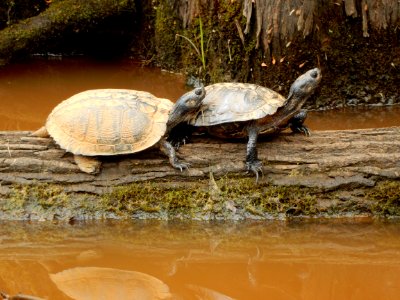 reptile turtles Merchants Millpond SP ncwetlands KG (3)
