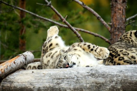 Snow Leopard at Orsa Björnpark photo