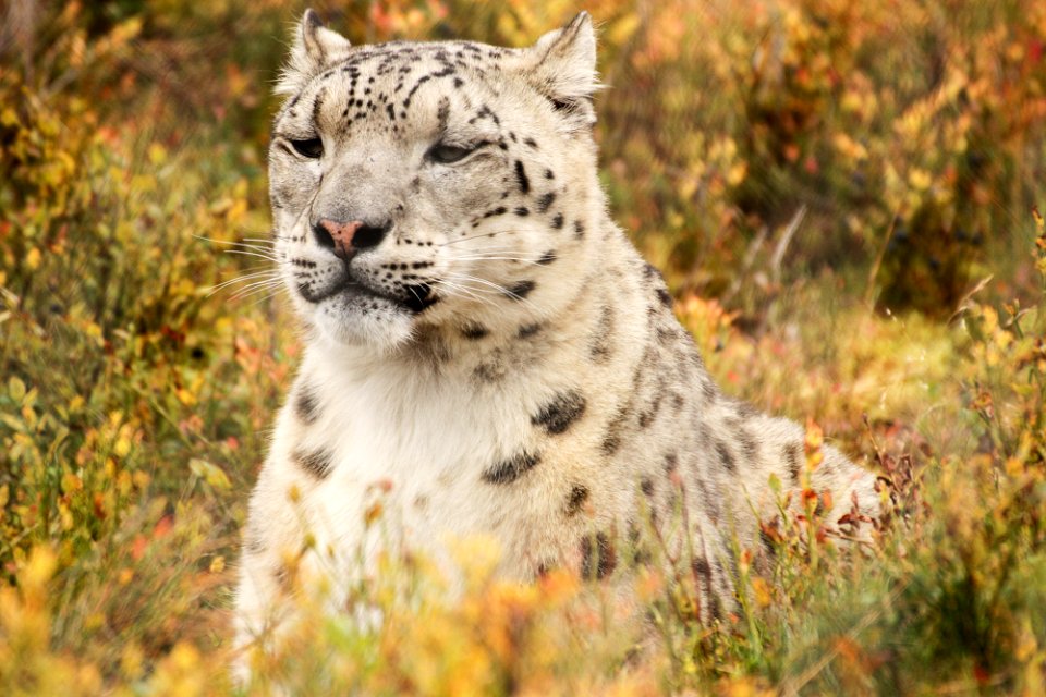 Snow Leopard at Orsa Björnpark