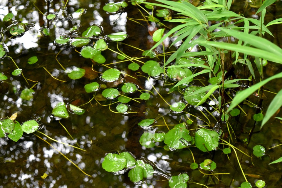 plant hydrocotyle latham-whitehurst nature park ncwetlands am