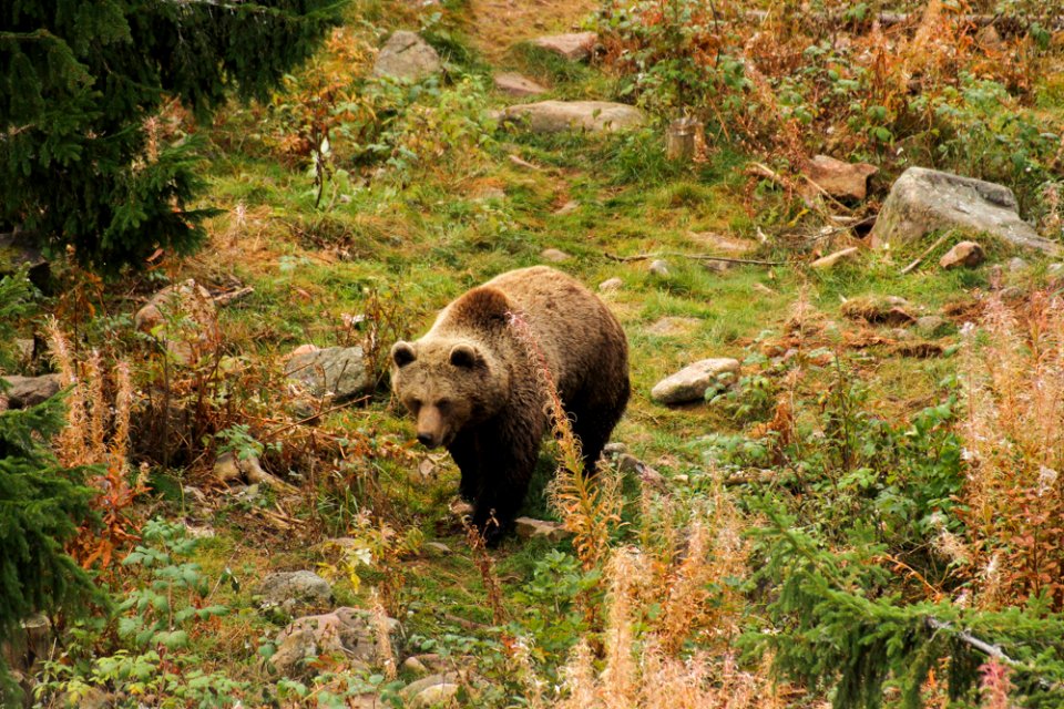Bear at Orsa Björnpark