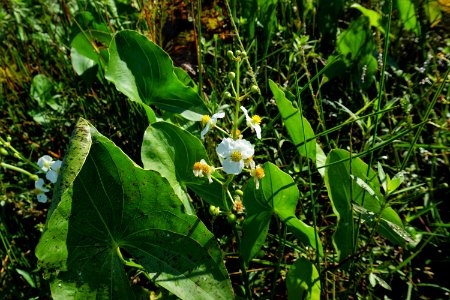 plant Sagittaria Buckhorn Reservoir ncwetlands KG (3)
