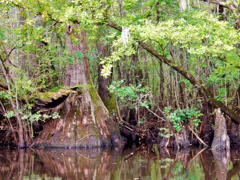 scene Black River Nature Preserve ncwetlands KG (4)