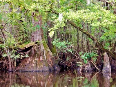scene Black River Nature Preserve ncwetlands KG (4)