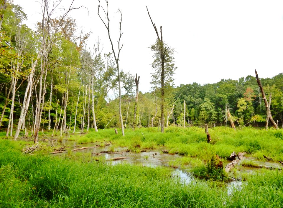 scene beaver pond mcdowell np ncwetlands KG (7)