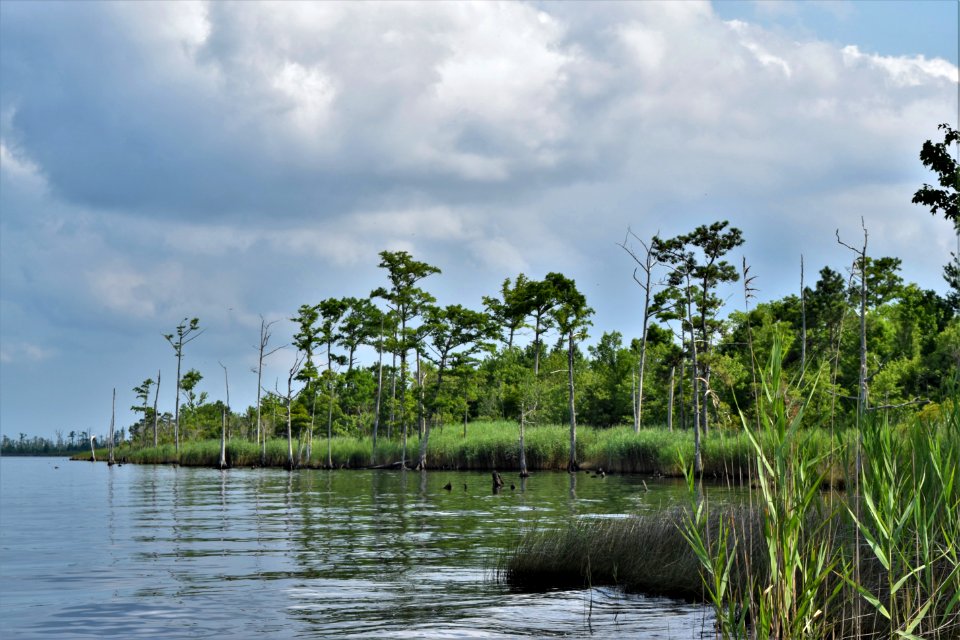 scene buckridge coastal preserve ncwetlands am (7)