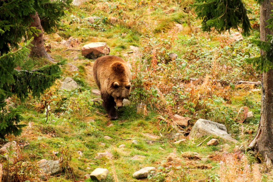 Bear at Orsa Björnpark