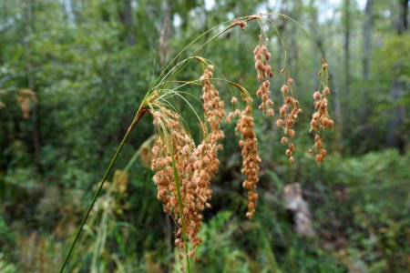 plant bulrush Columbus County Game Land ncwetlands KG (10)