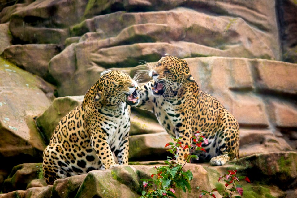 Jaguar sisters having a discussion