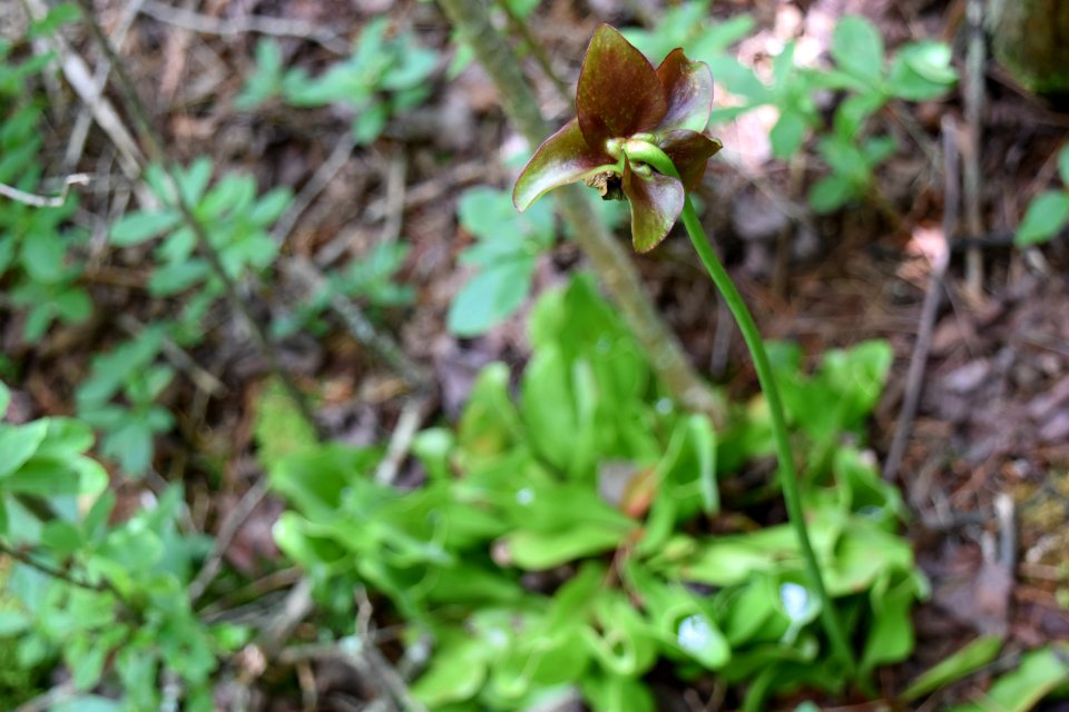 plant purple pitcher plant ncwetlands AM (10)