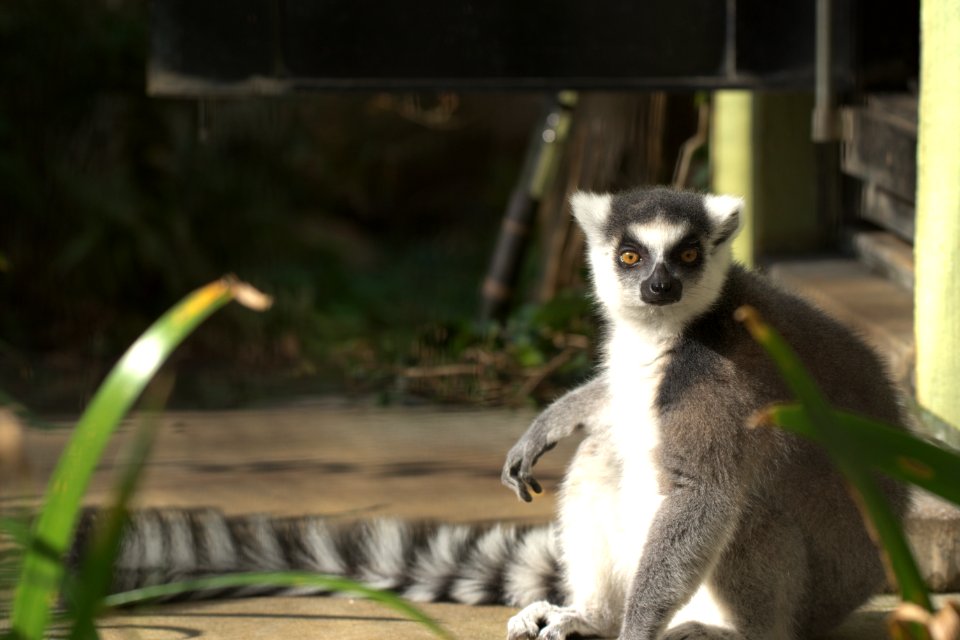 ワオキツネザル Ring-tailed Lemur