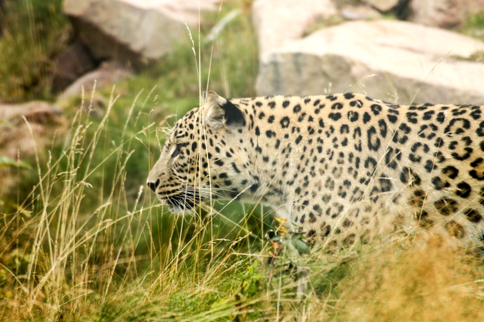 Persian Leopard at Orsa Björnpark