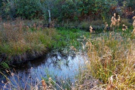 scene Boone Fork ncwetlands KG (29)