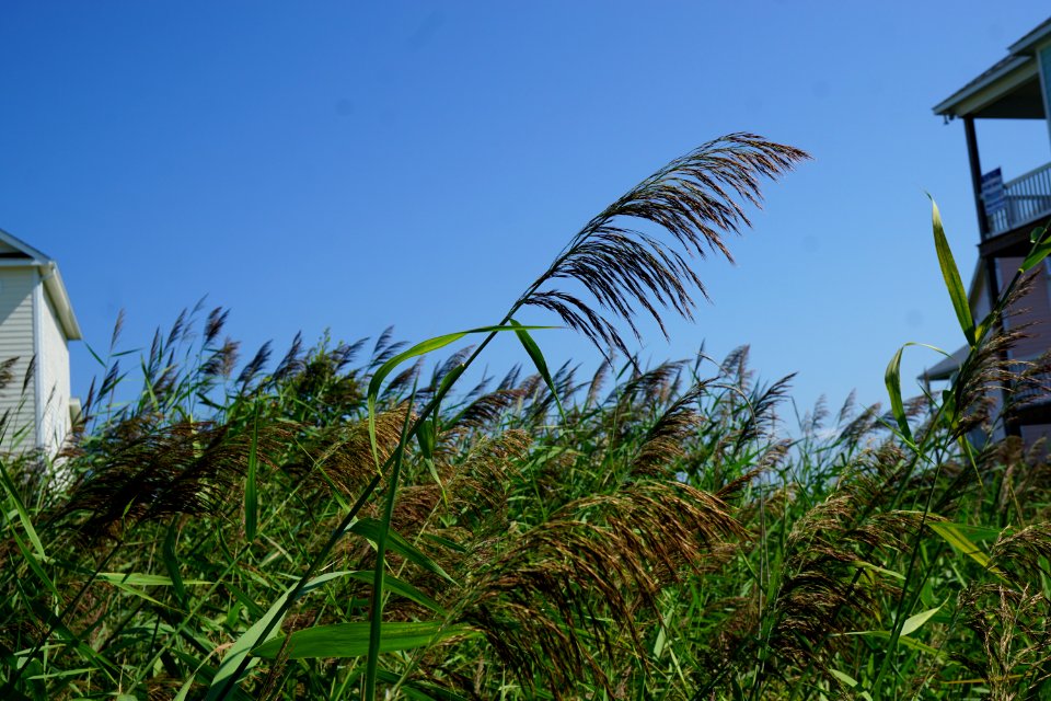 phragmites Emerald Isle KG (10)