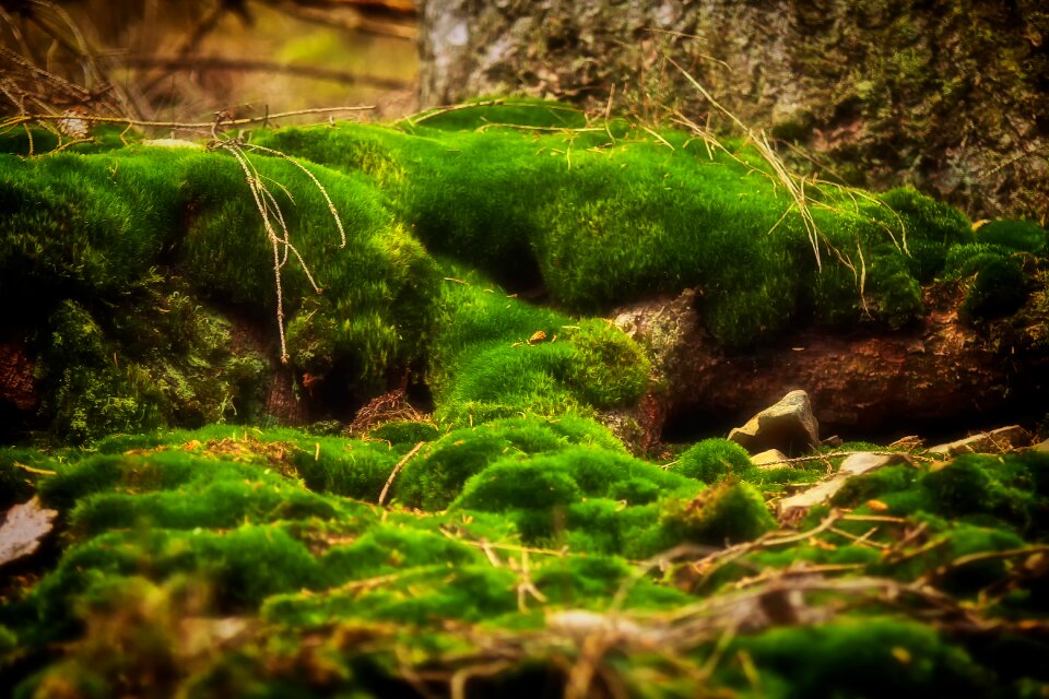 Nature moss fliegenpilz bemoost