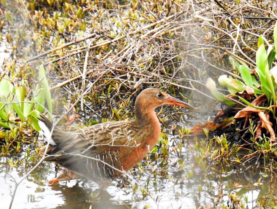 A skulking Light-footed Ridgway's rail