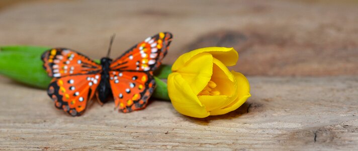 Yellow flower spring flower butterfly