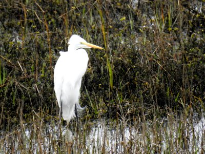 A statuesque great egret photo