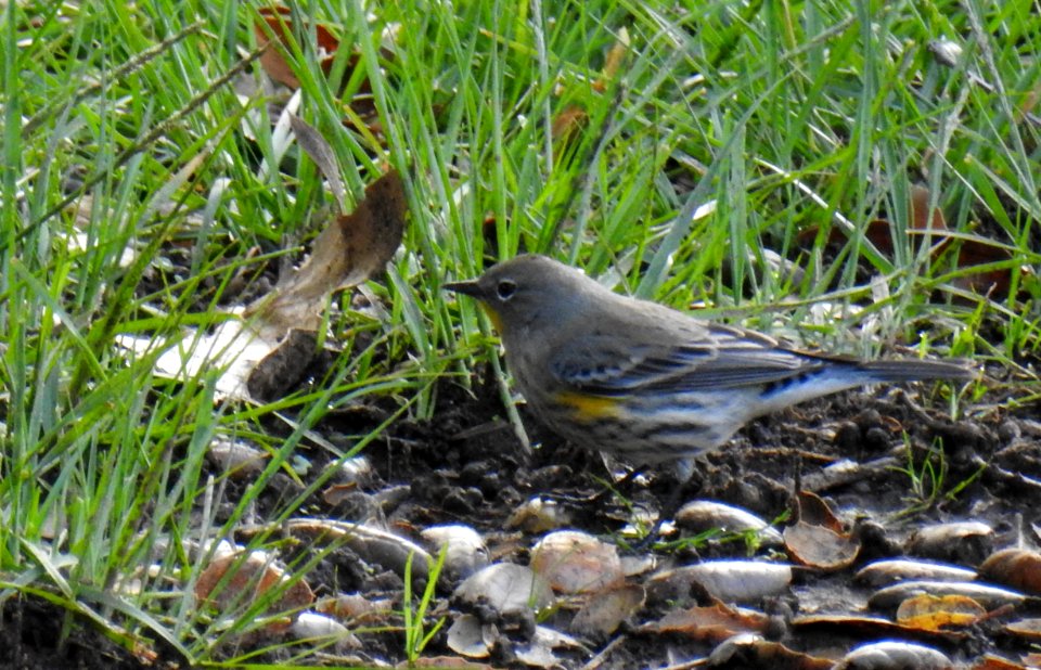 A yellow-rumped warbler looking for food