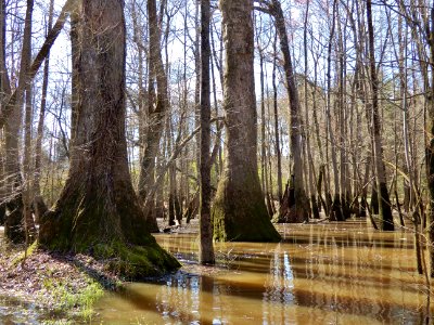 scene Beech St Greenway ncwetlands KG (22)