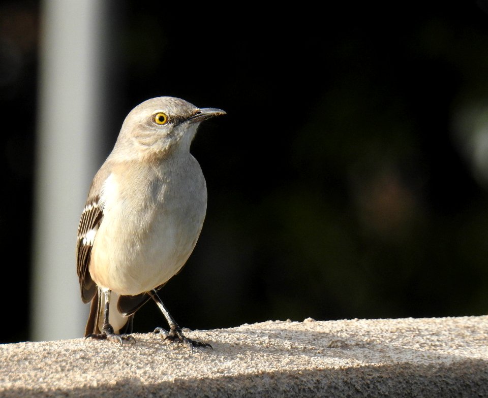 An inquisitive northern mockingbird