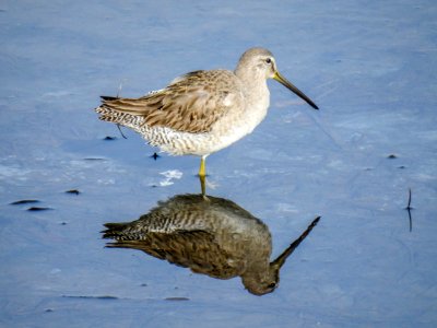 A reflective long-billed dowitcher photo