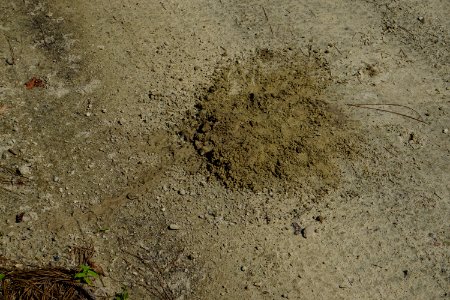 reptile yellow bellied slider turtle nest Buckridge Reserve ncwetlands KG