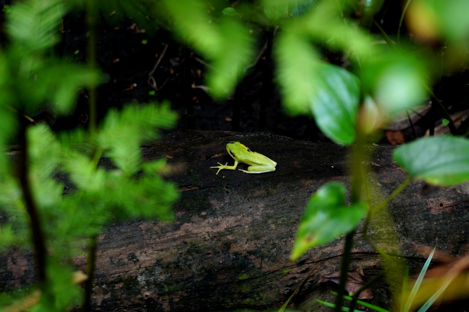 amphibian green treefrog Hyla cinerea Columbus County Game Land ncwetlands KG (1)