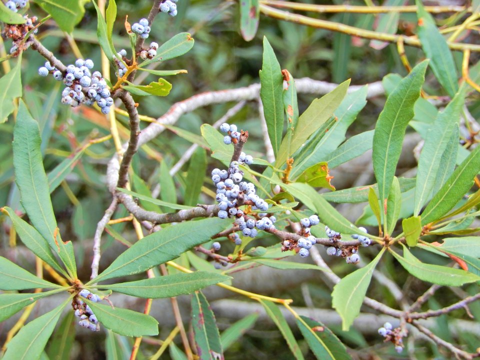 plant southern bayberry Morella caroliniensis Duck Town Pk ncwetlands KG