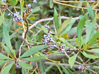 plant southern bayberry Morella caroliniensis Duck Town Pk ncwetlands KG