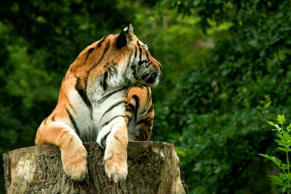 Siberian Tiger at Knuthenborg Safaripark photo