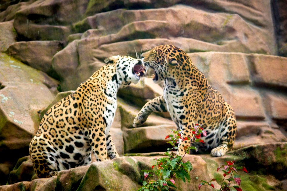 Jaguar sisters having a discussion