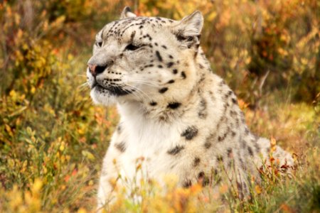 Snow Leopard at Orsa Björnpark photo