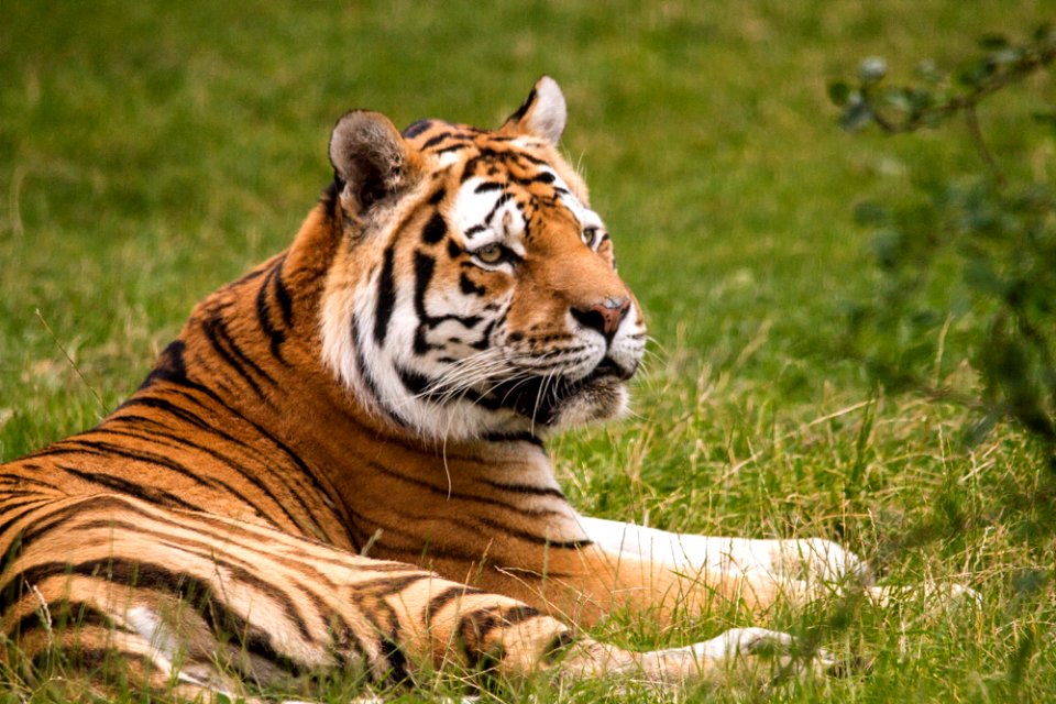 Siberian Tiger at Knuthenborg Safaripark photo