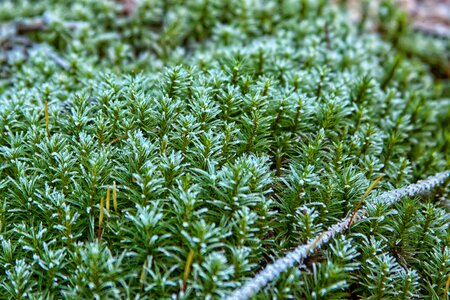 Green nature moss fliegenpilz