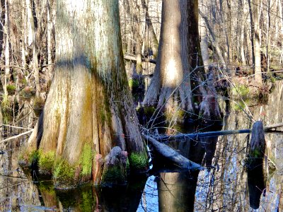 scene Beech St Greenway ncwetlands KG (4) photo