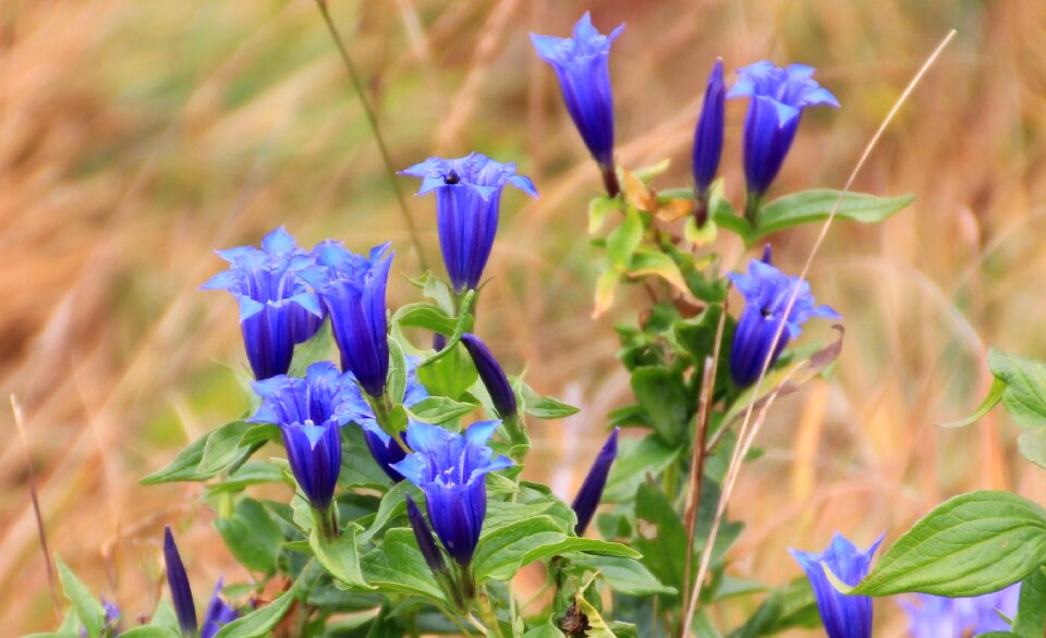 Blue nature flower photo